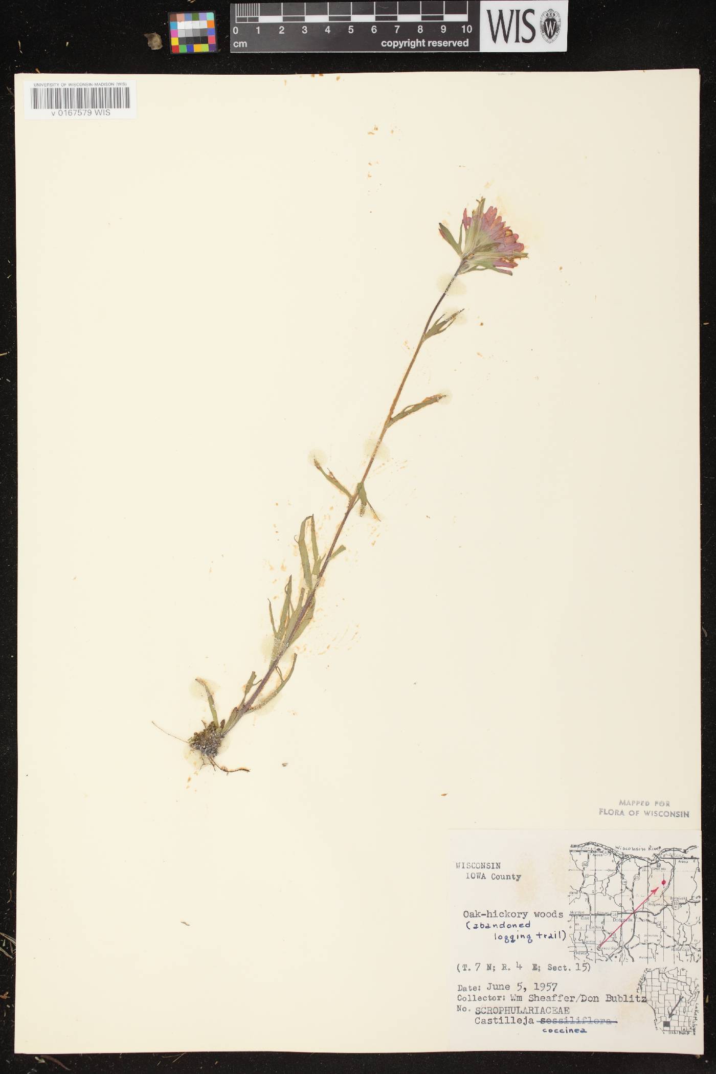 Castilleja coccinea image