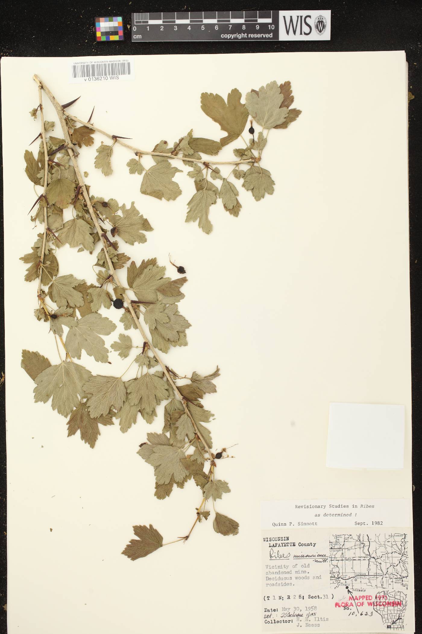 Ribes missouriense image