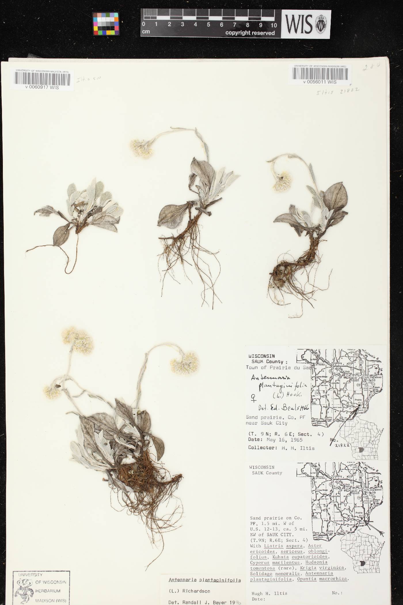 Antennaria plantaginifolia image