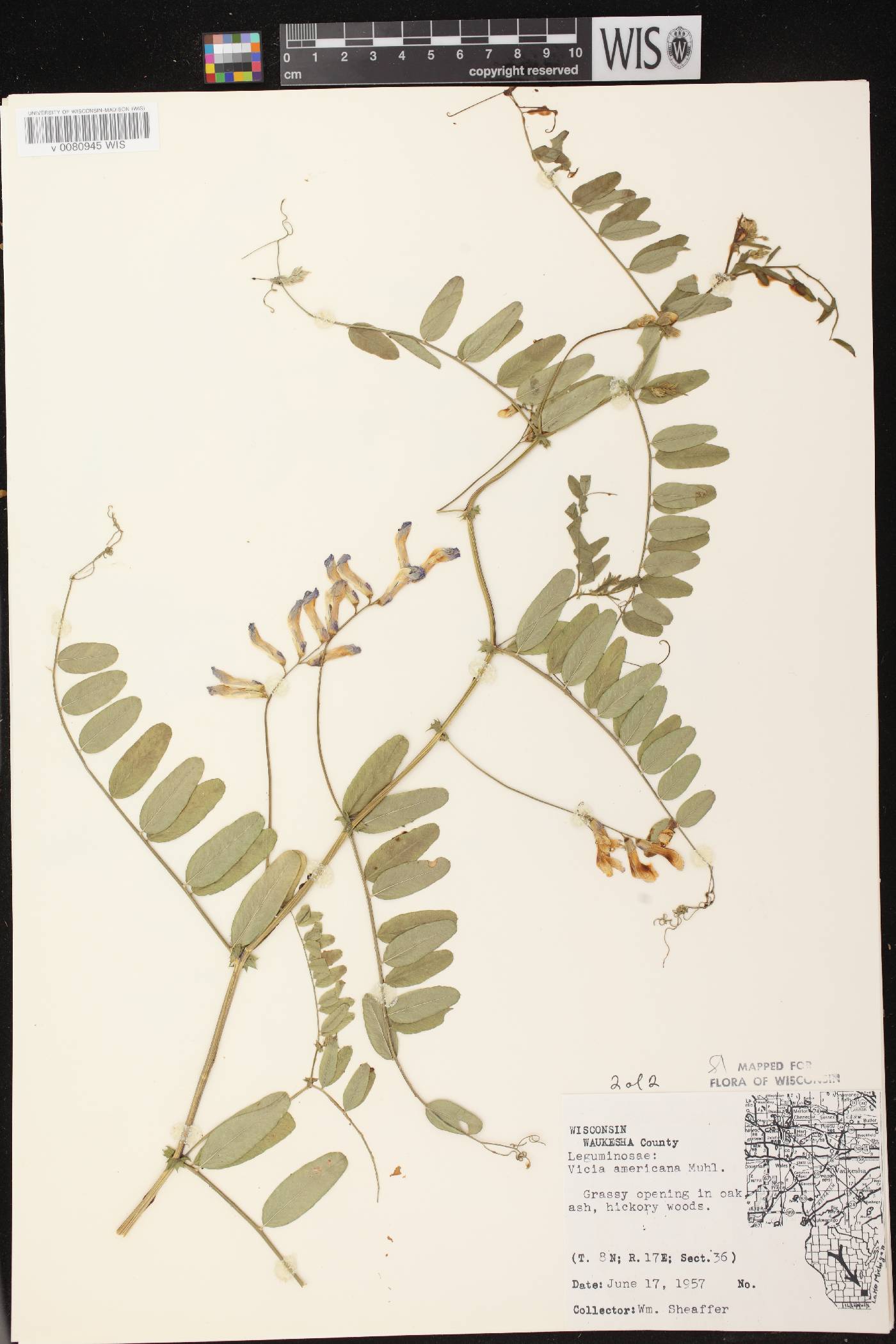 Vicia americana subsp. americana image