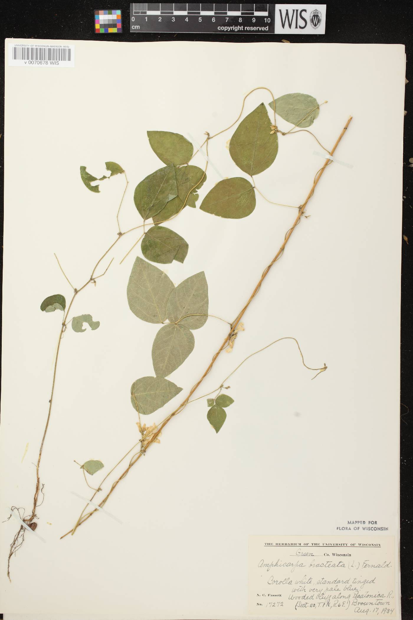 Amphicarpaea bracteata image