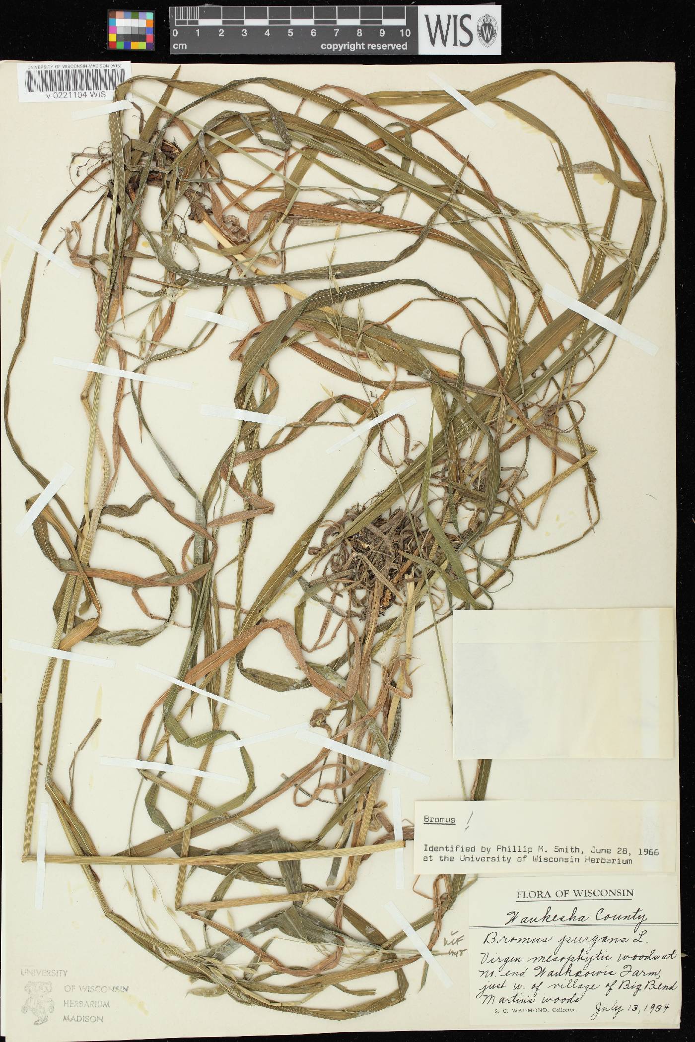 Bromus pubescens image