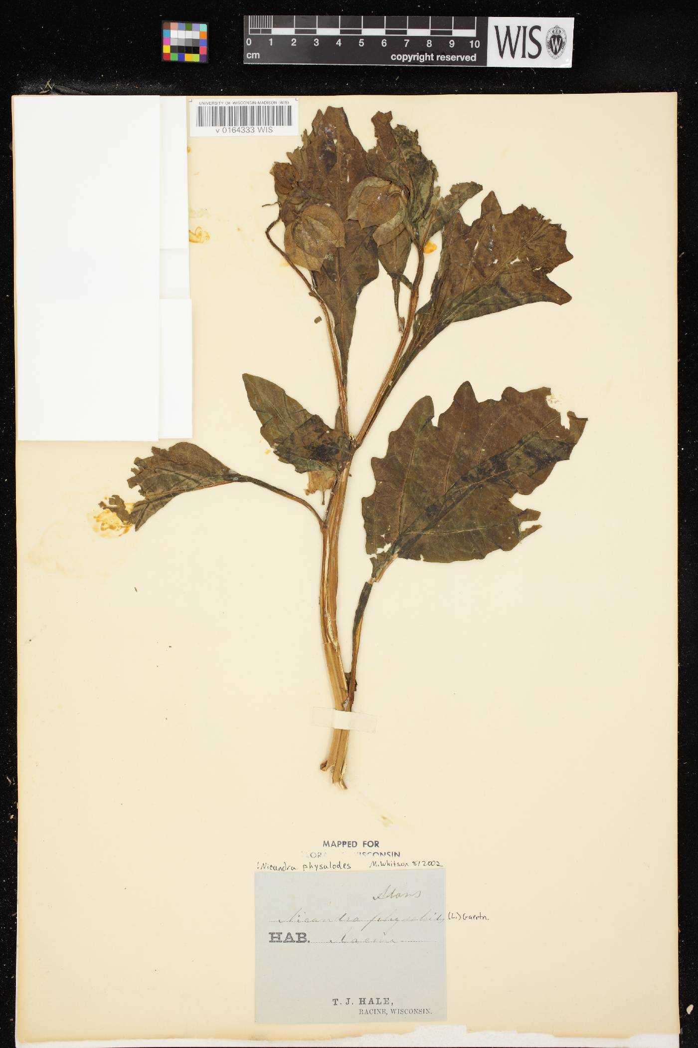 Nicandra physalodes image