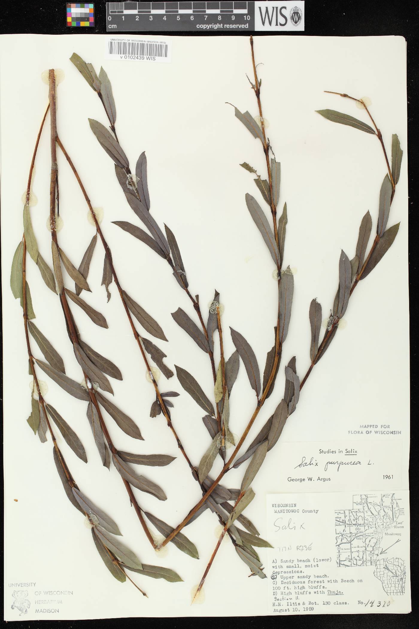 Salix purpurea image