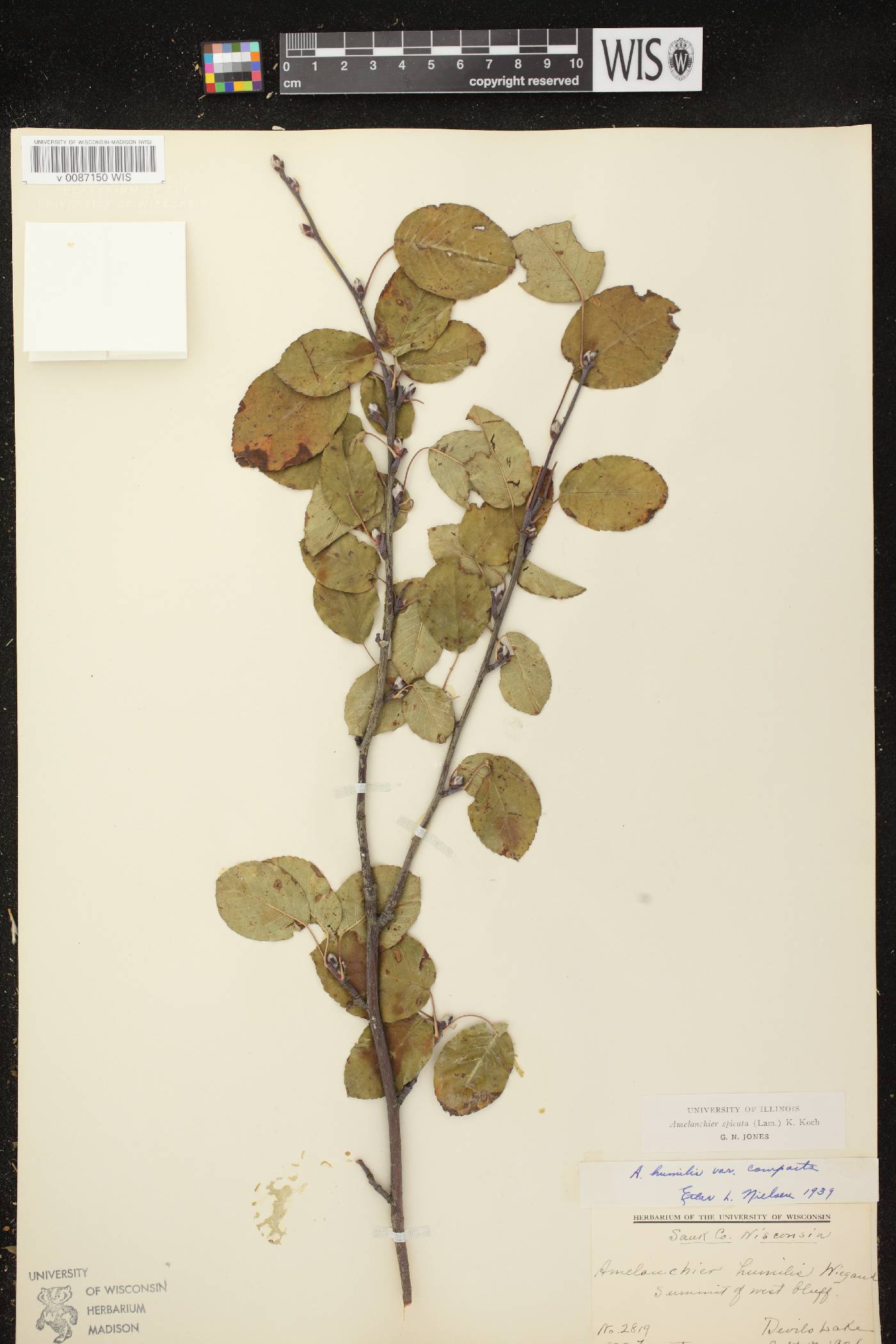 Amelanchier spicata image