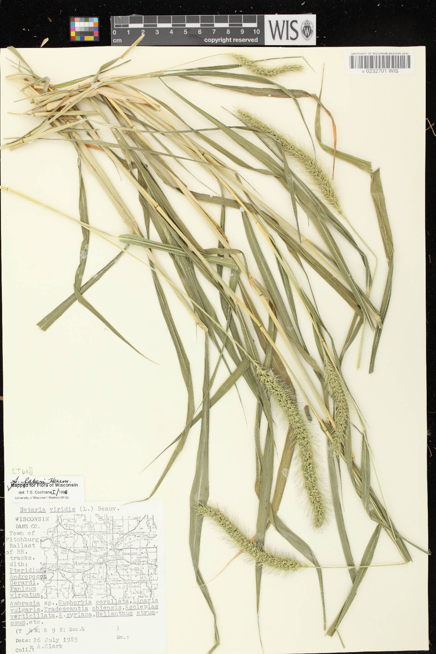 Setaria faberi image