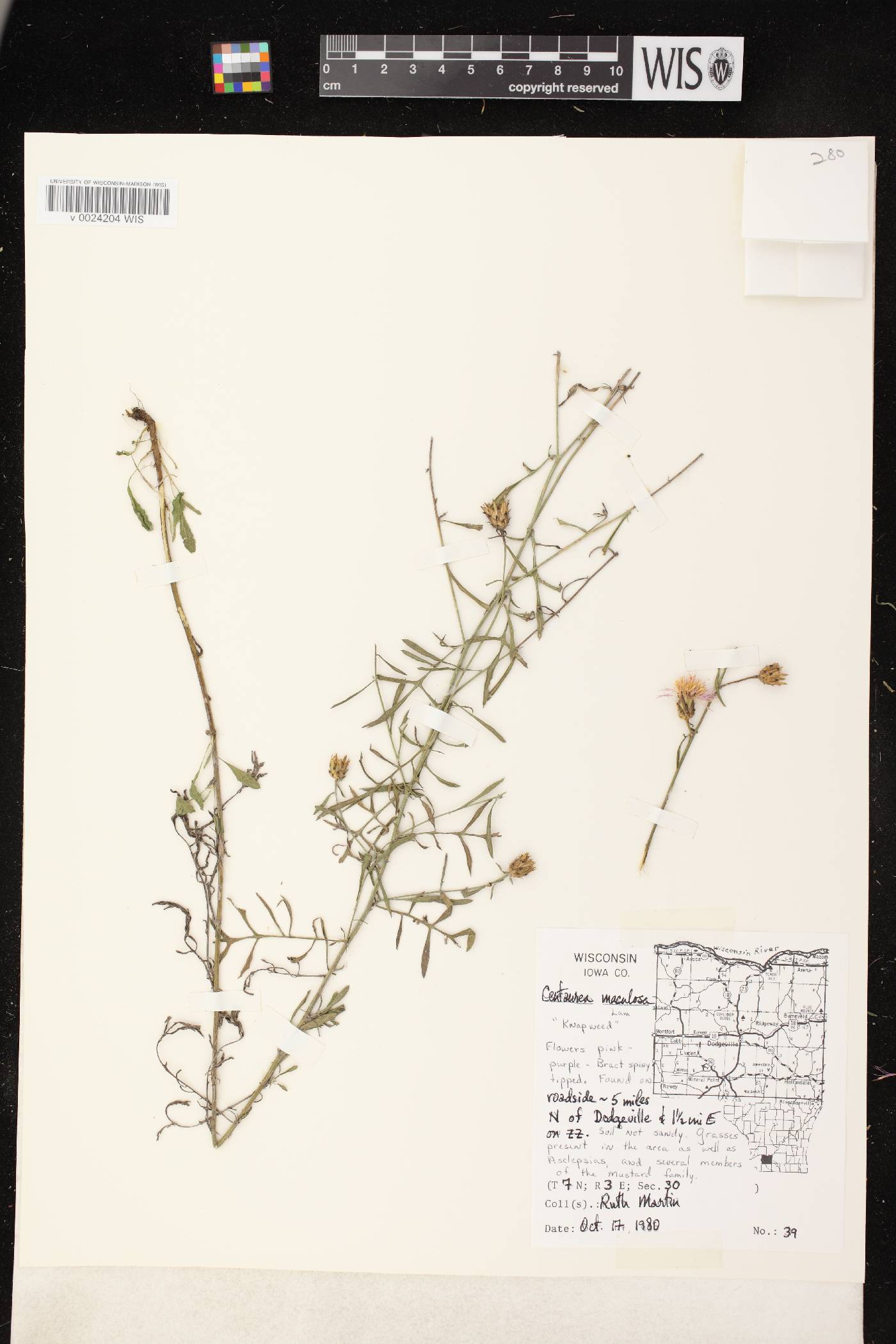 Centaurea stoebe subsp. micranthos image