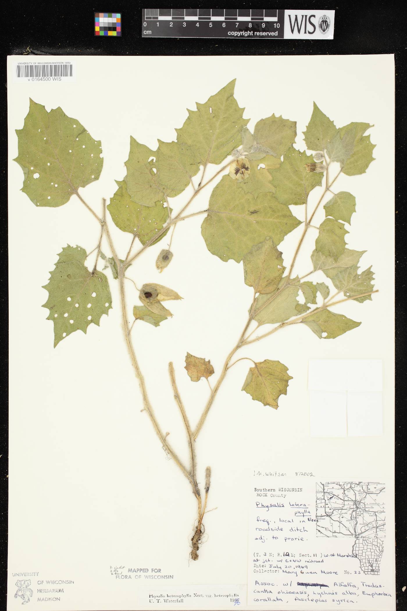 Physalis heterophylla image