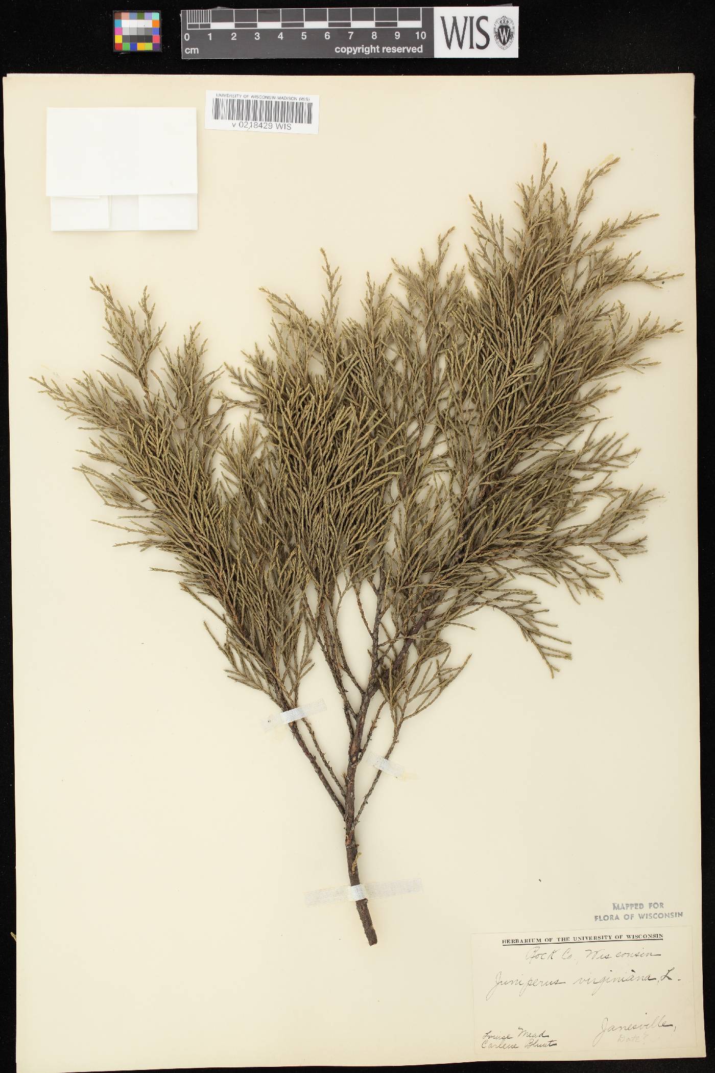 Juniperus virginiana var. virginiana image