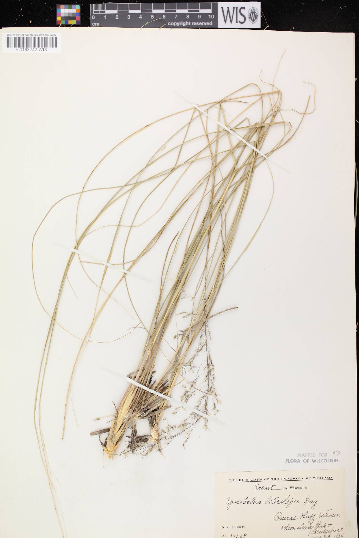 Sporobolus heterolepis image