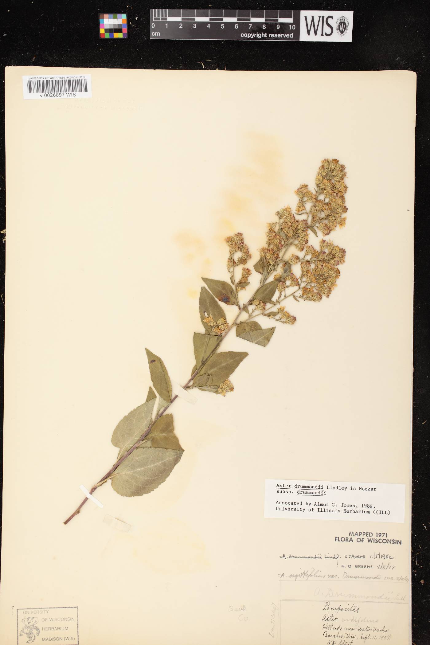Symphyotrichum drummondii var. drummondii image