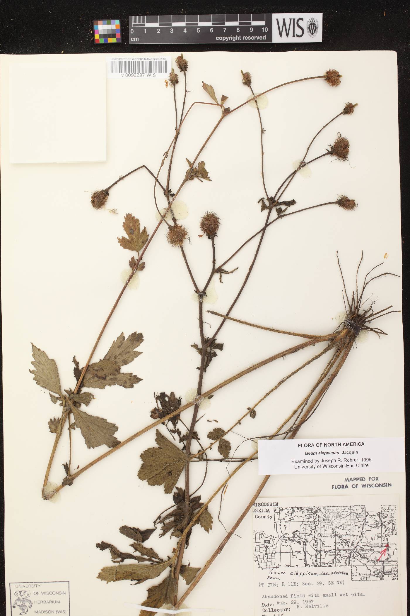 Geum aleppicum image