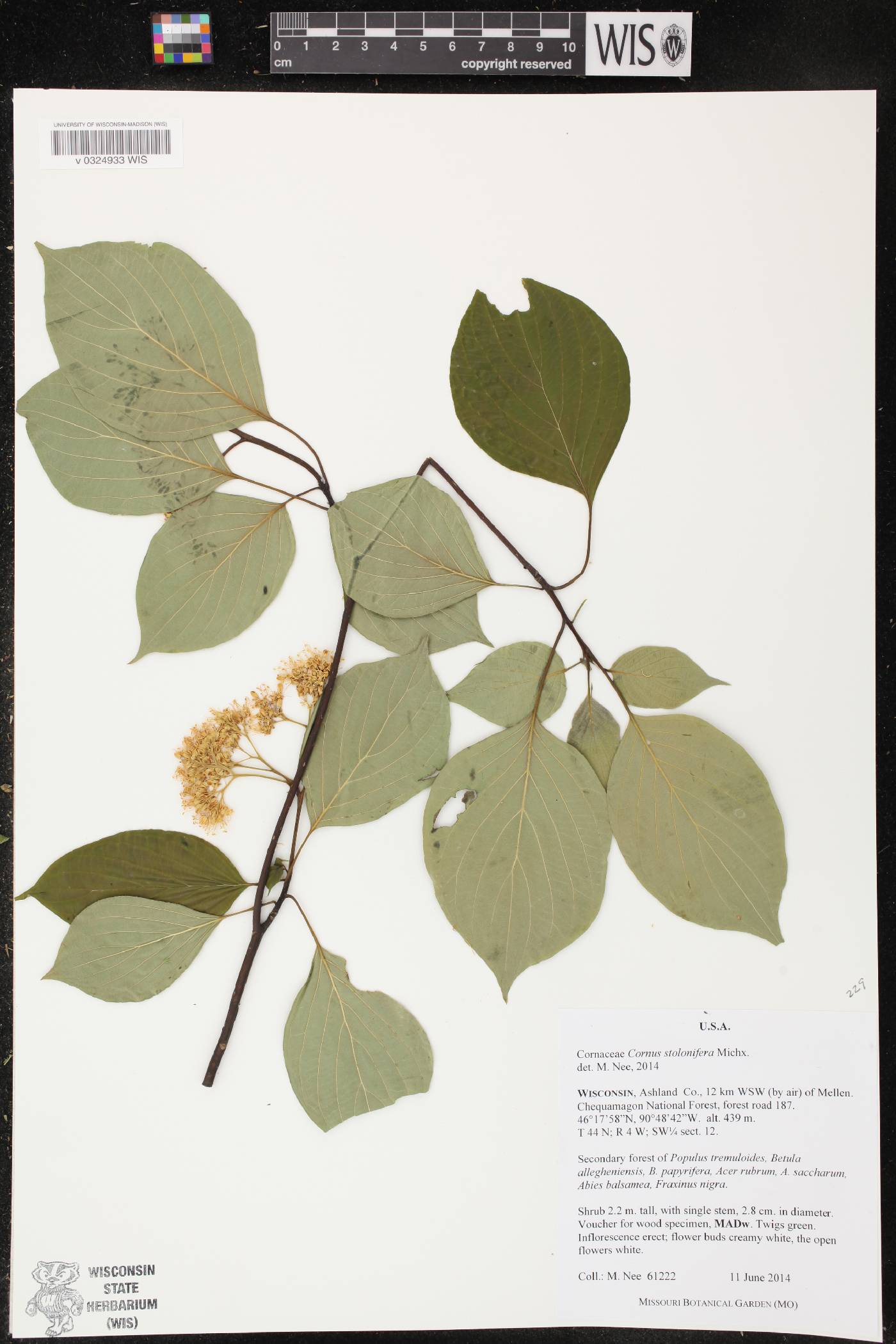 Cornus sericea image