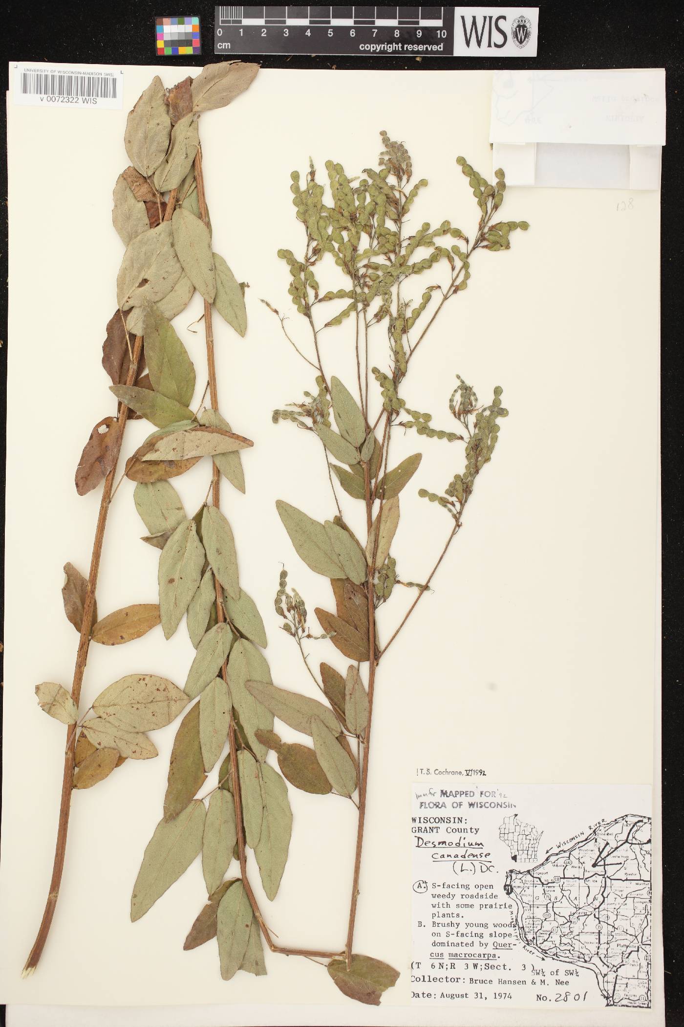 Desmodium canadense image