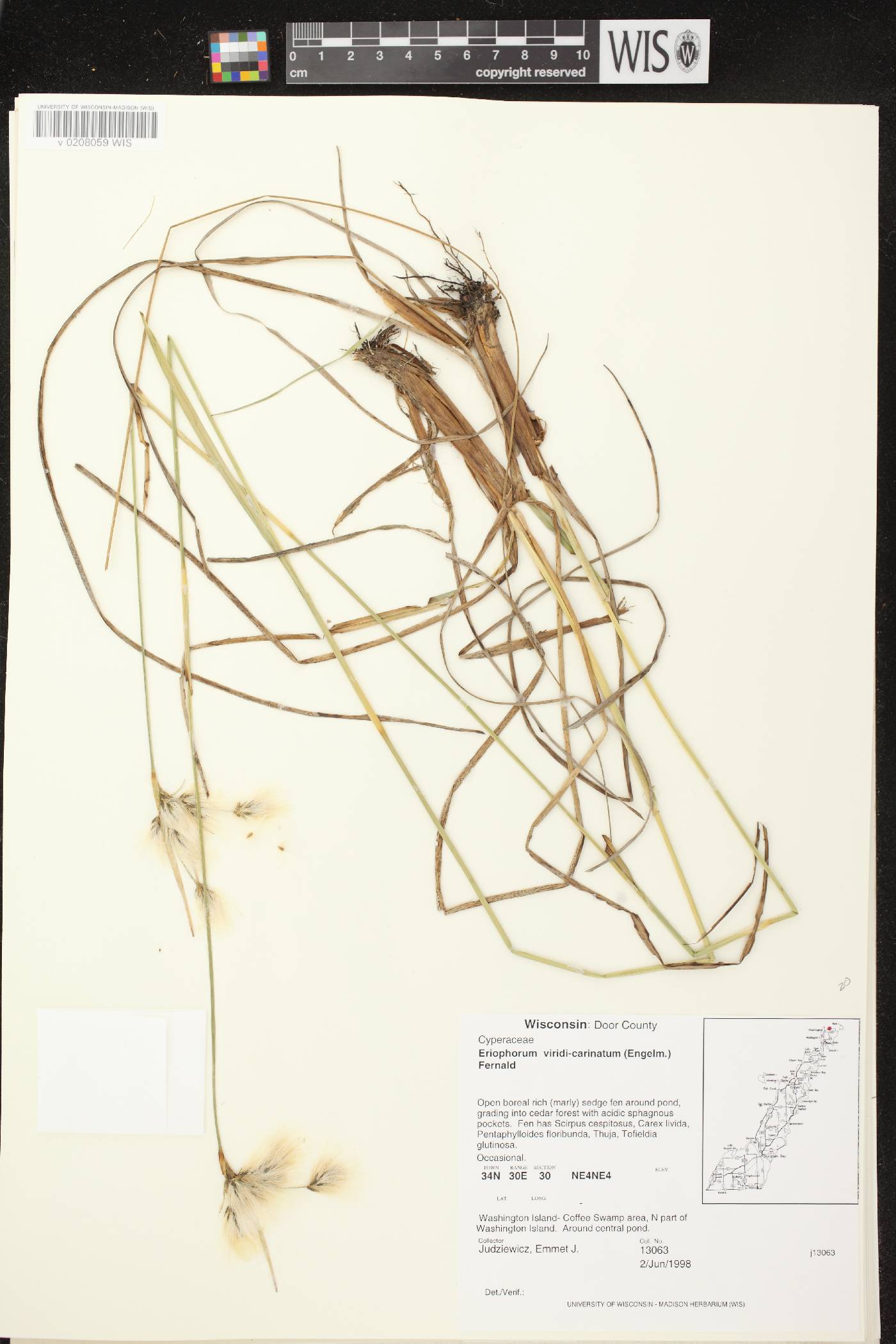 Eriophorum viridicarinatum image