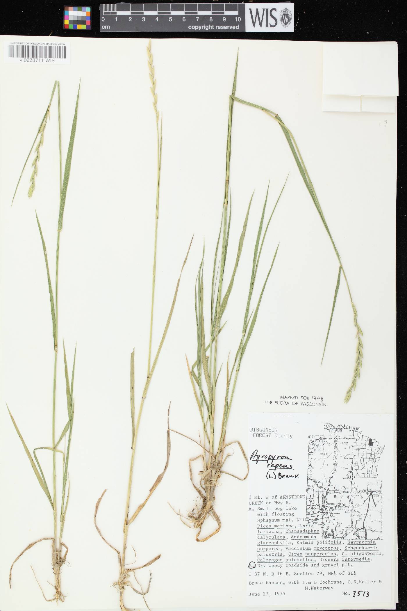 Elymus repens image