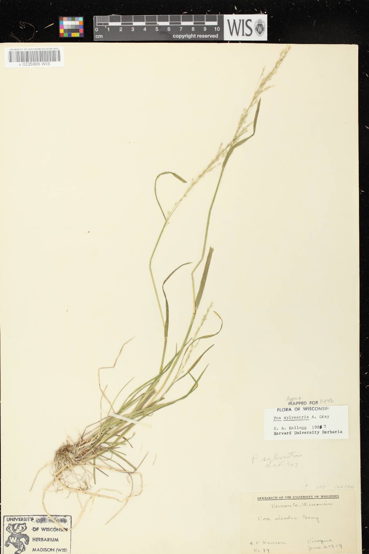Poa sylvestris image
