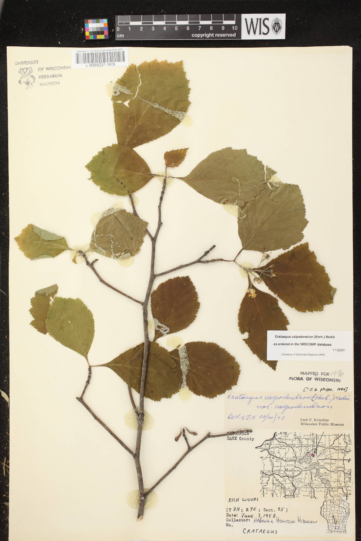 Crataegus calpodendron image
