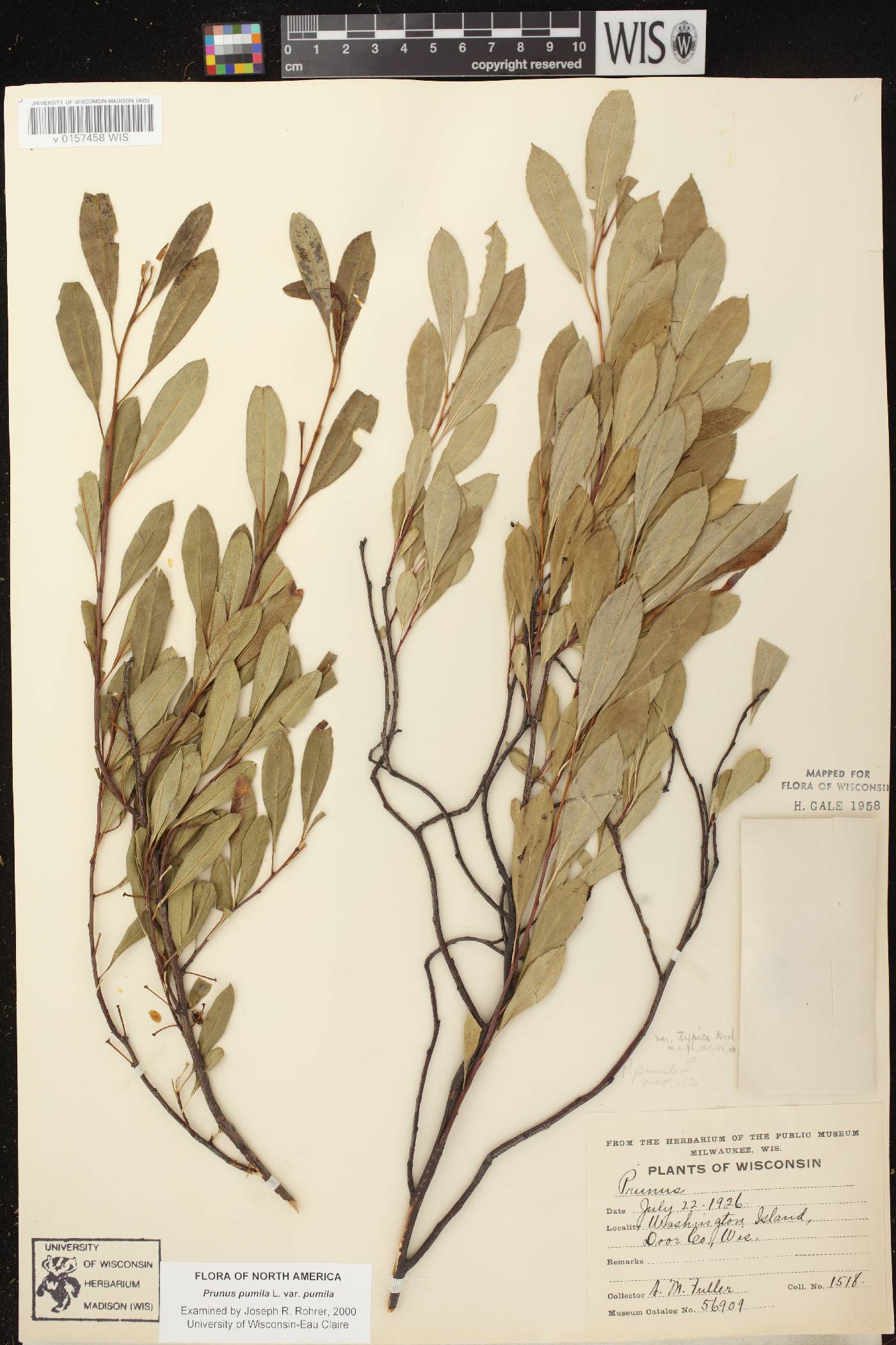 Prunus pumila image