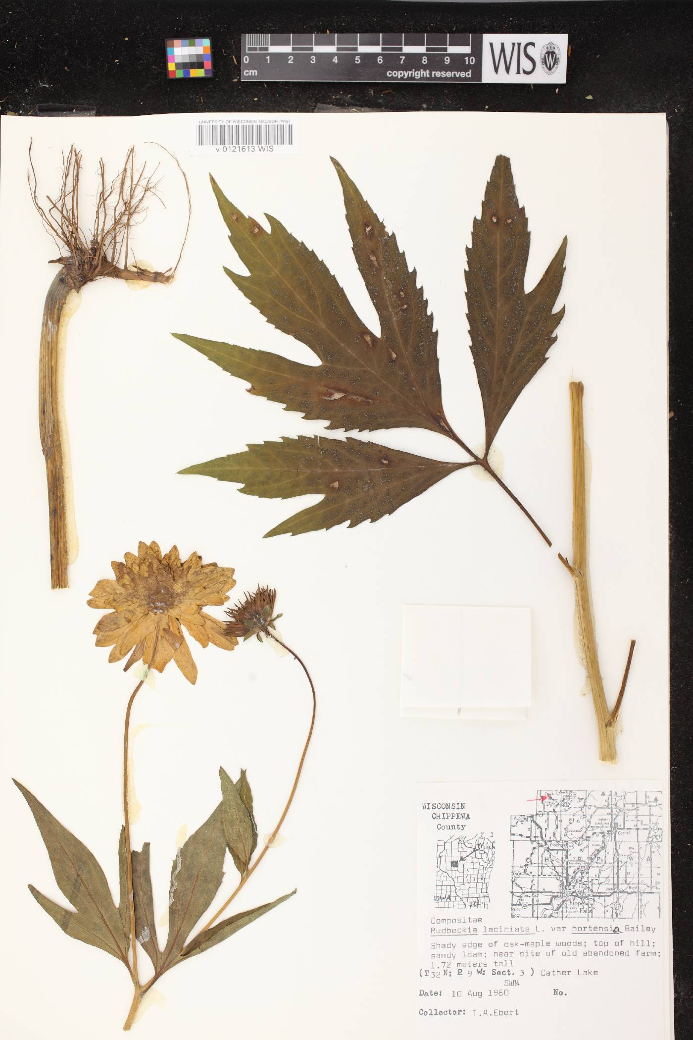 Rudbeckia laciniata image