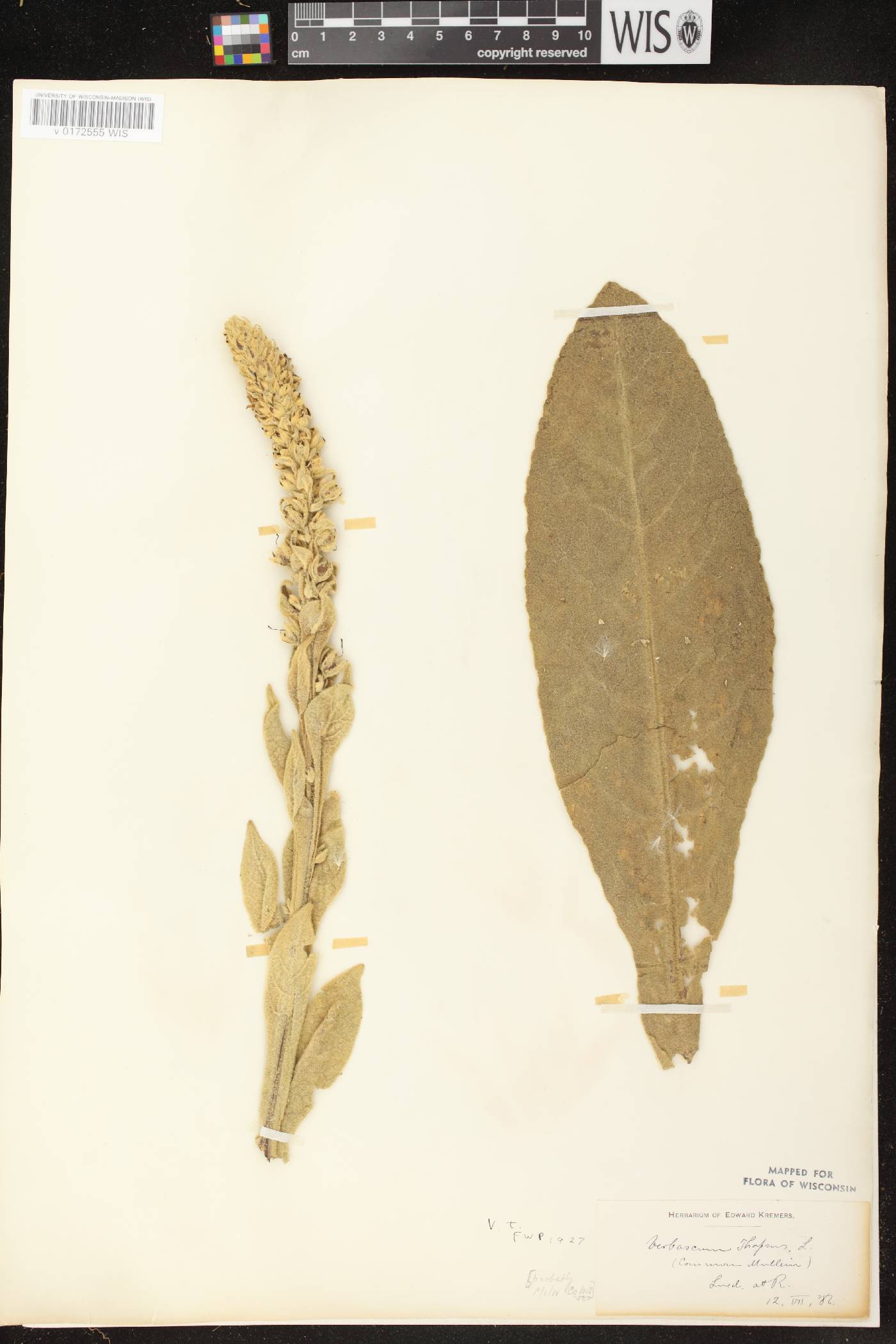 Verbascum thapsus image