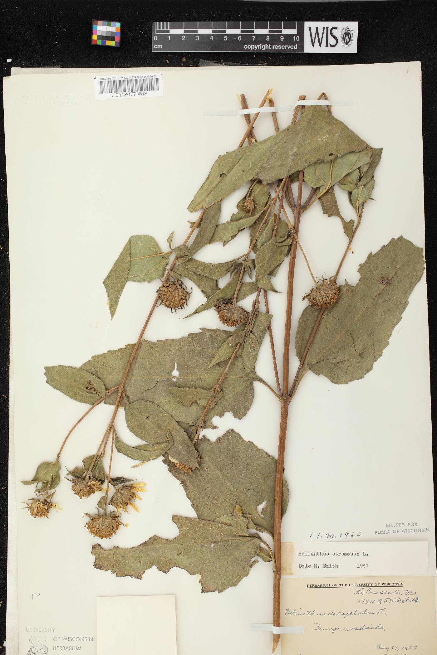 Helianthus strumosus image