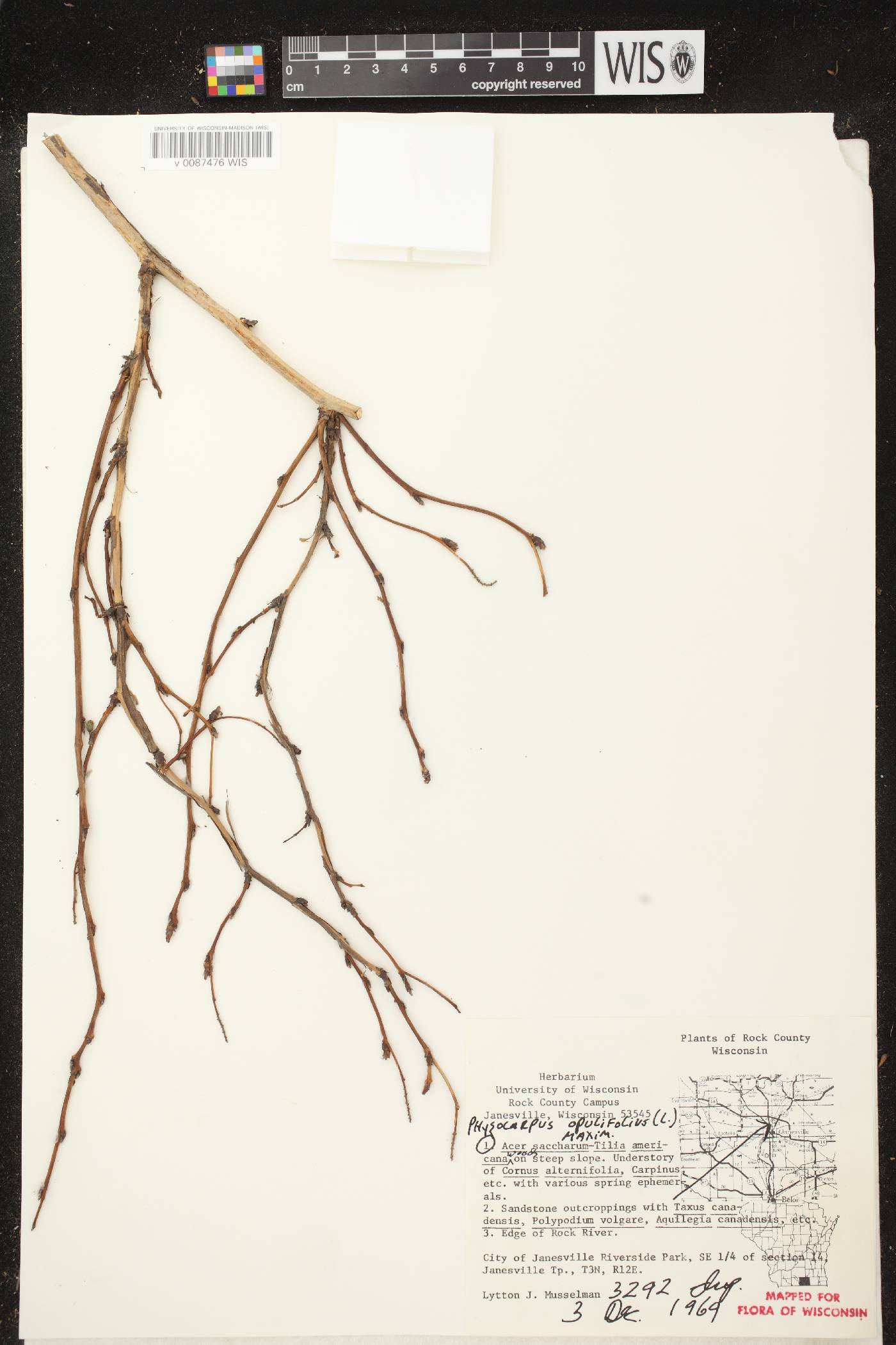 Physocarpus opulifolius image