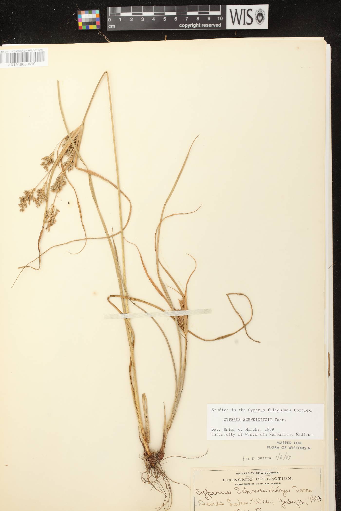 Cyperus schweinitzii image