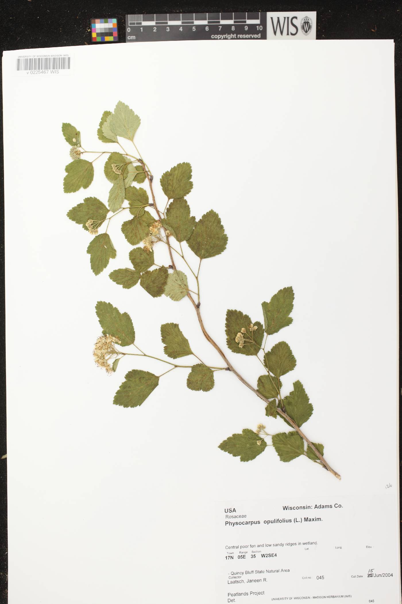 Physocarpus opulifolius image