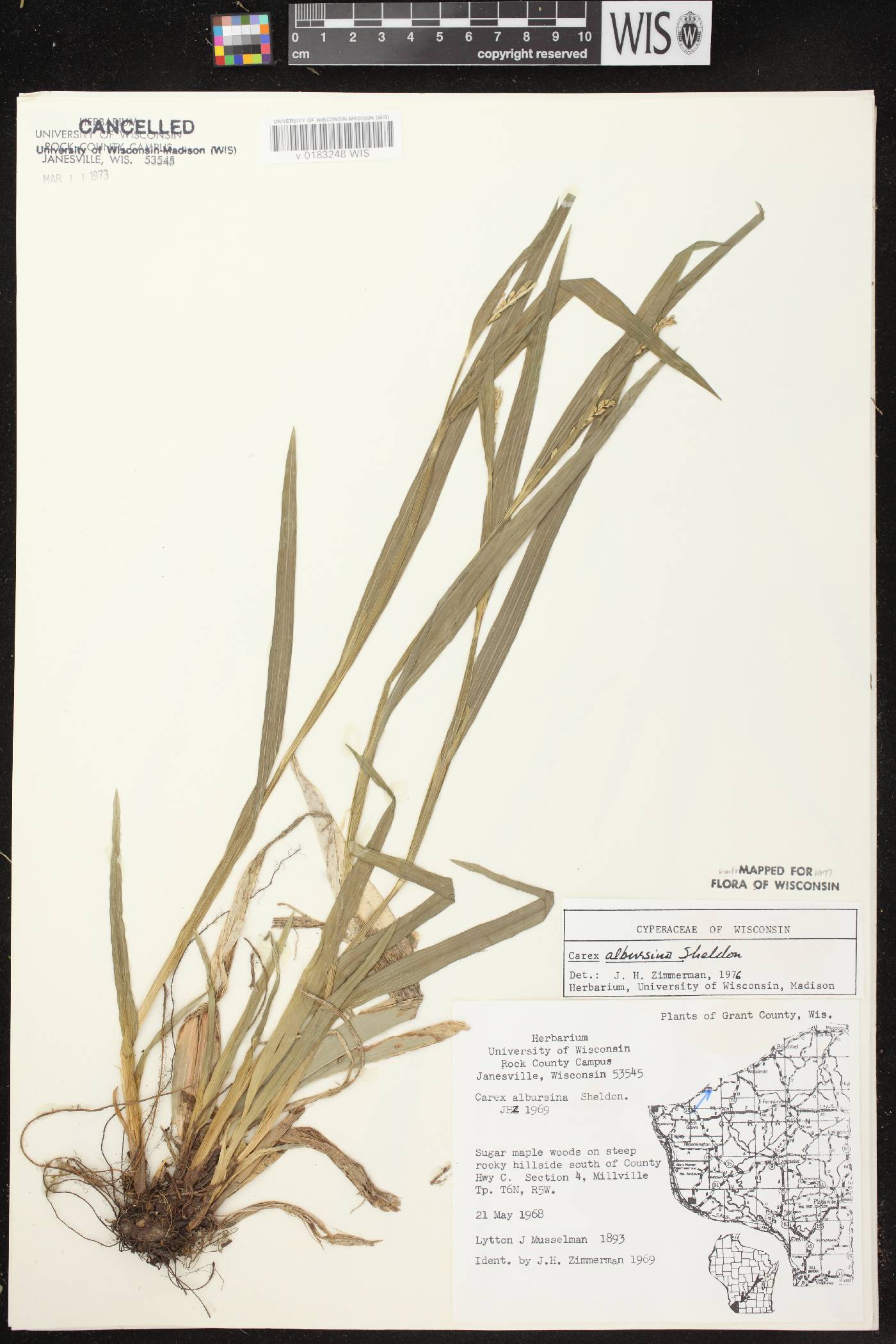 Carex albursina image