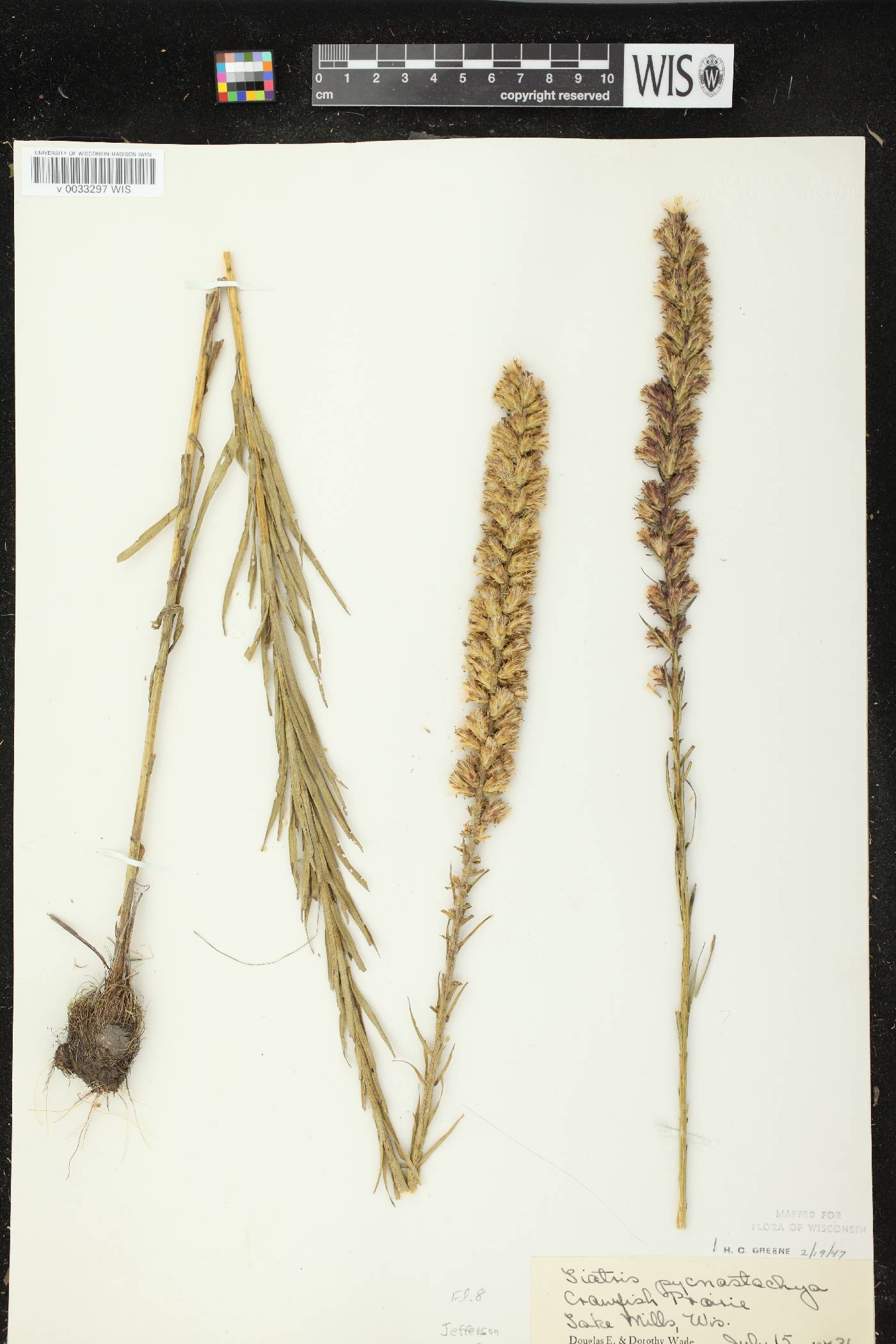 Liatris pycnostachya image