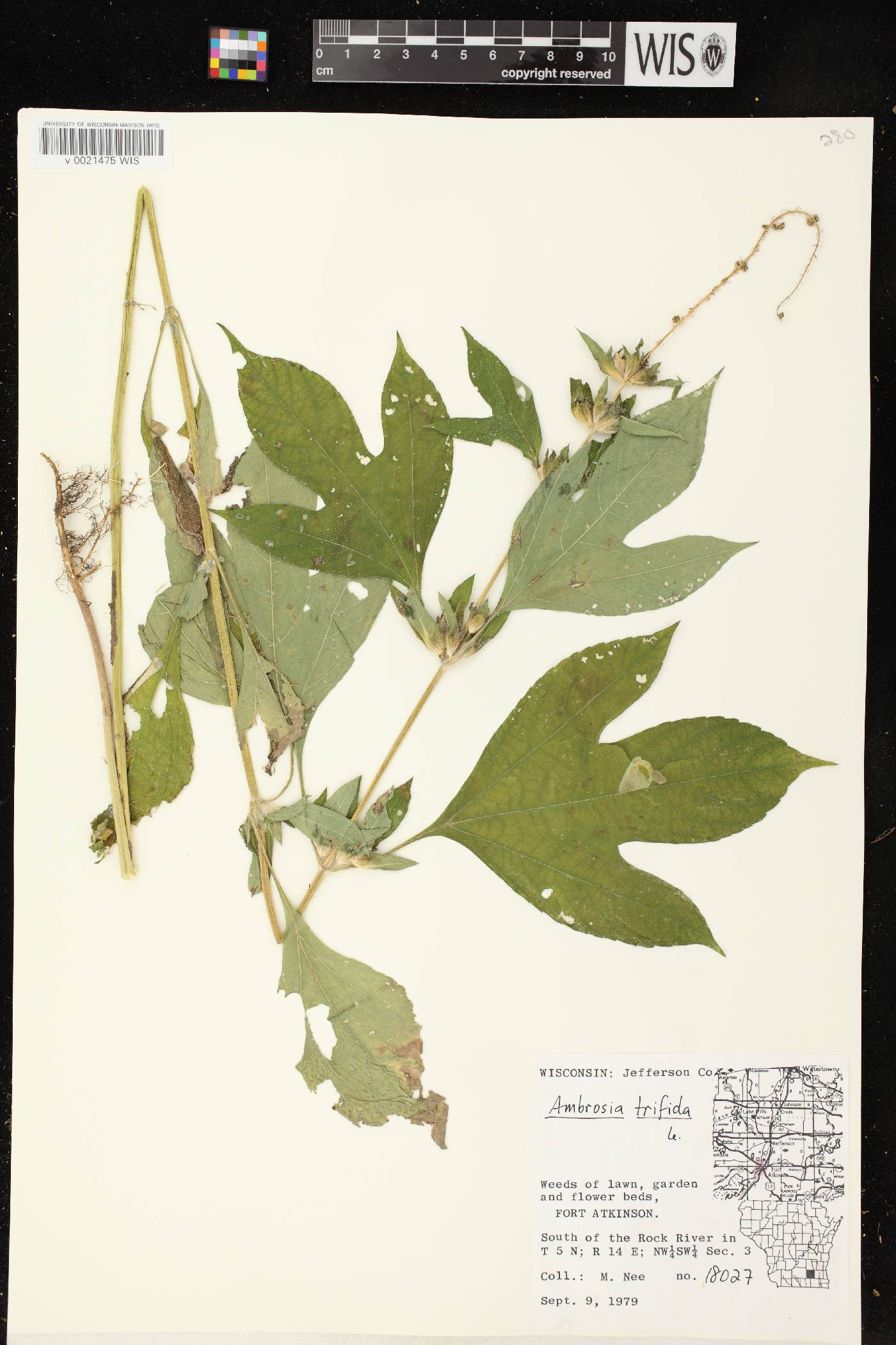 Ambrosia trifida image