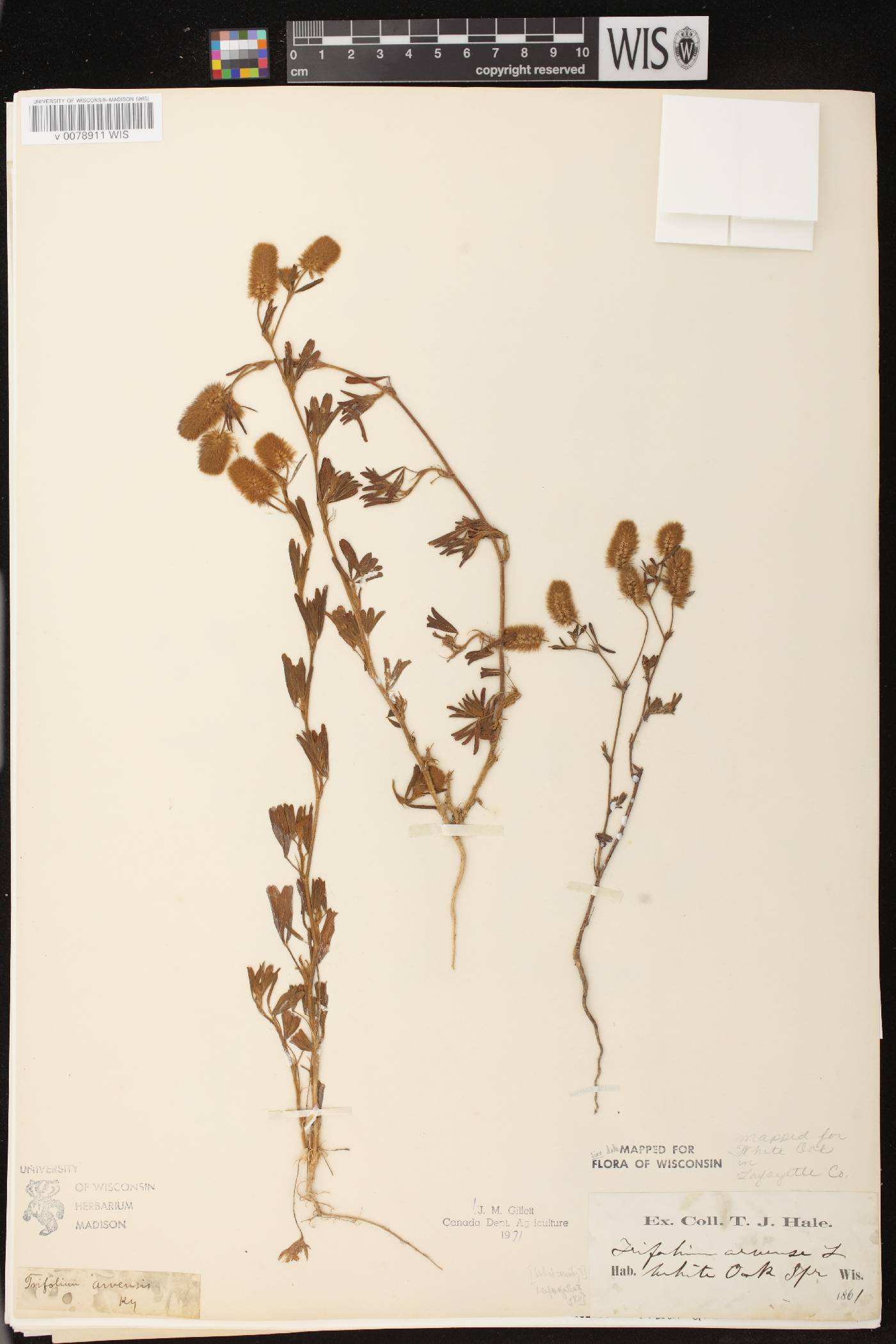 Trifolium arvense image