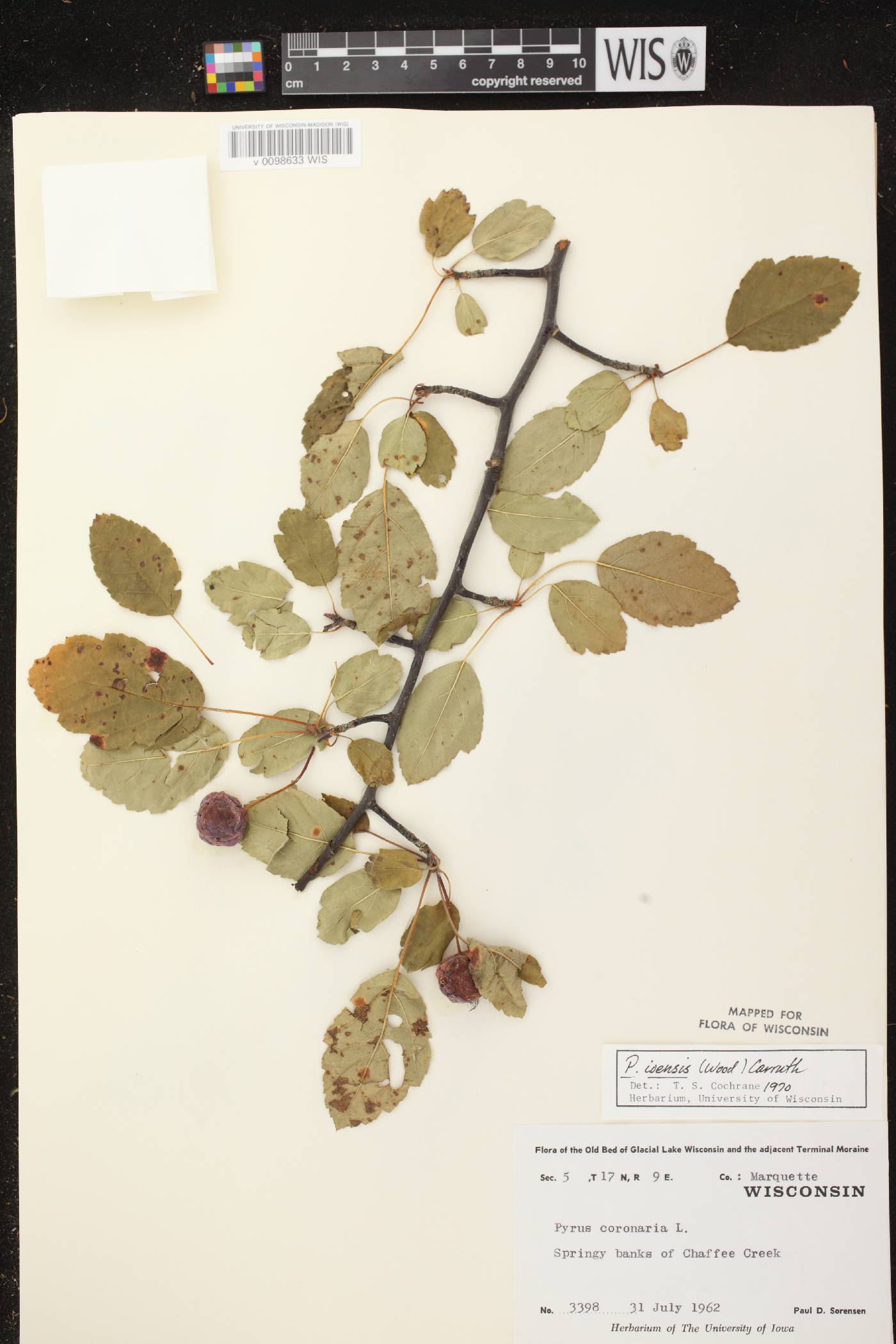 Malus ioensis image