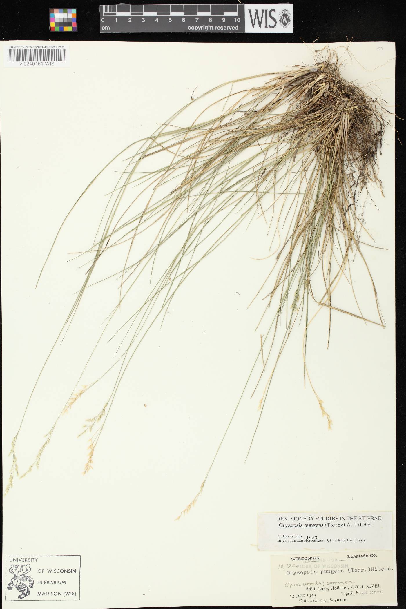 Piptatheropsis pungens image
