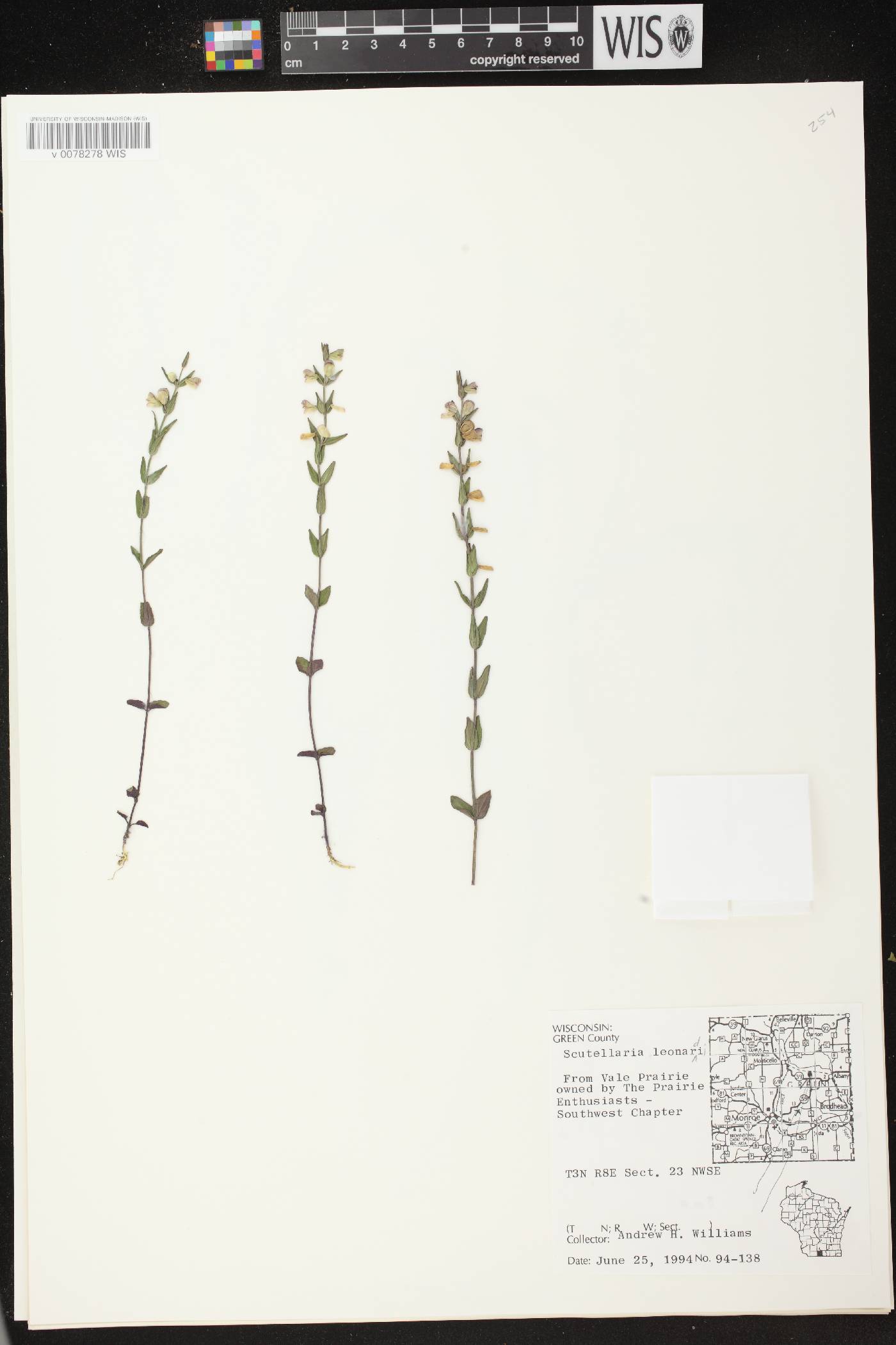 Scutellaria parvula var. missouriensis image