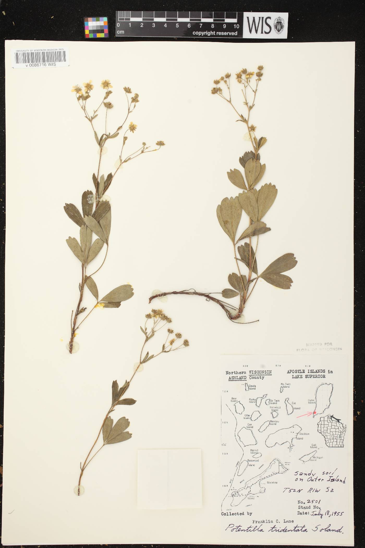Sibbaldiopsis tridentata image