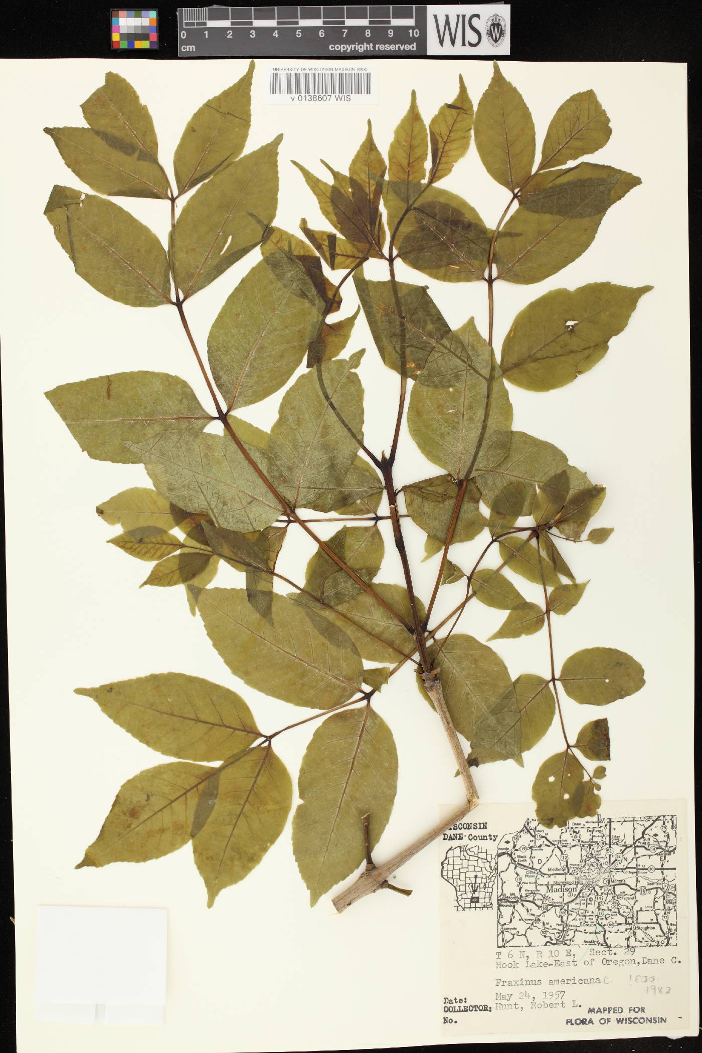 Fraxinus americana image