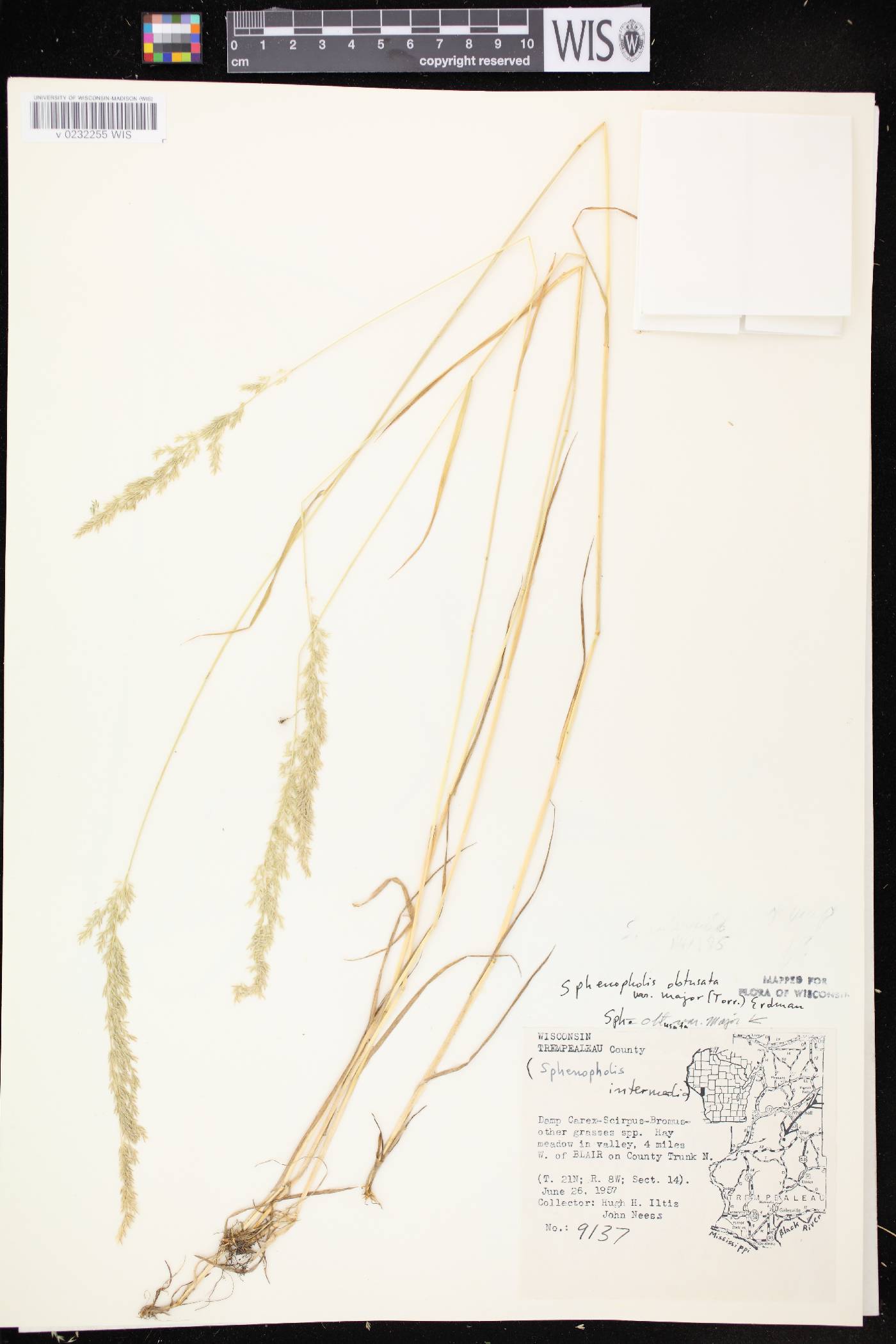 Sphenopholis intermedia image