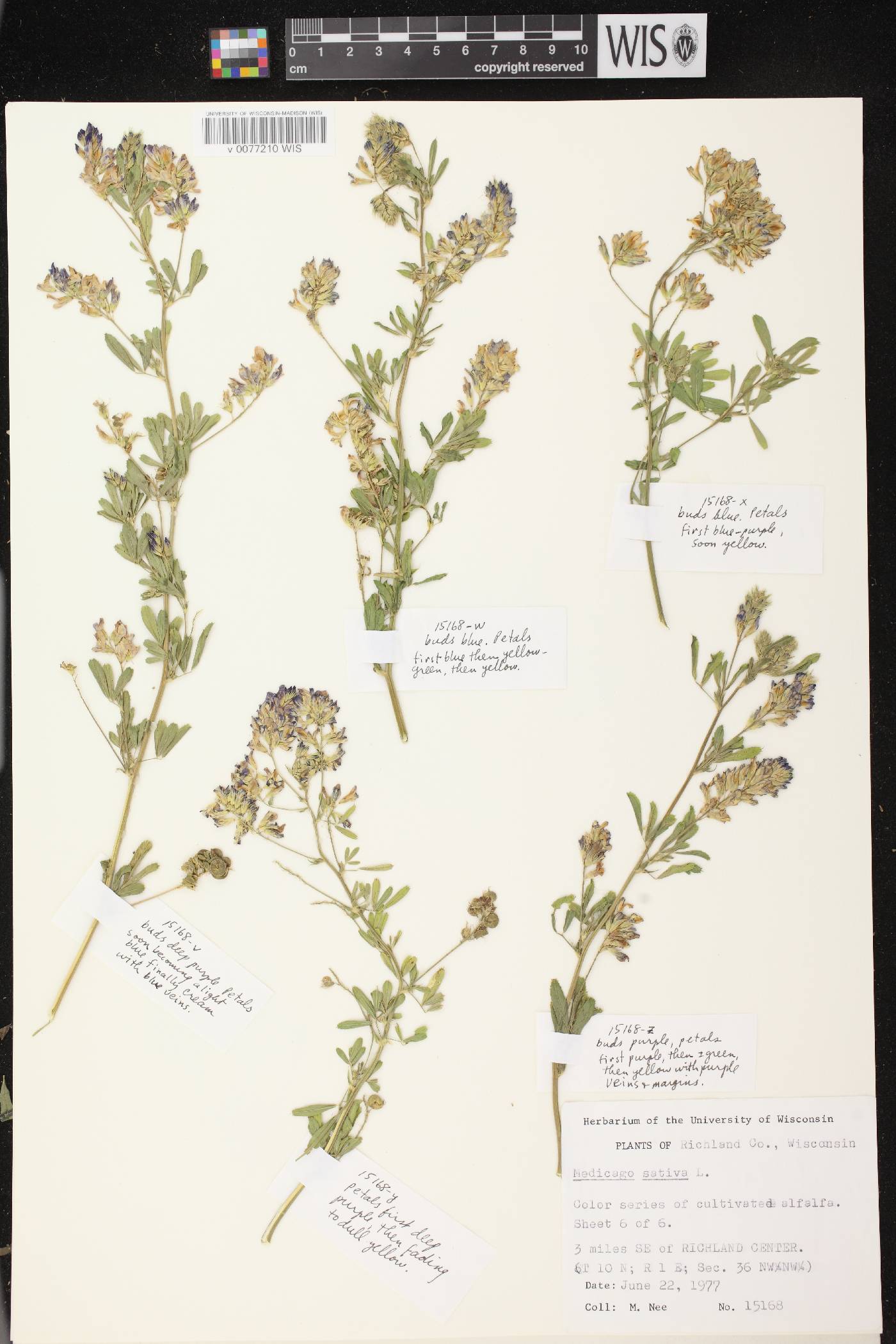 Medicago sativa image
