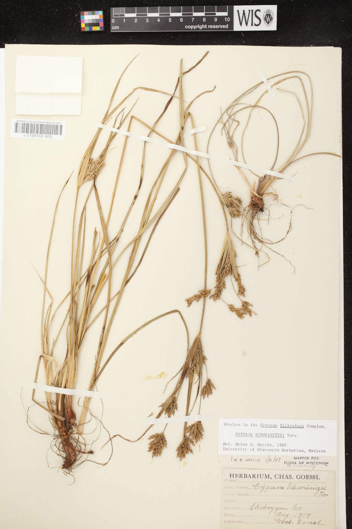 Cyperus schweinitzii image