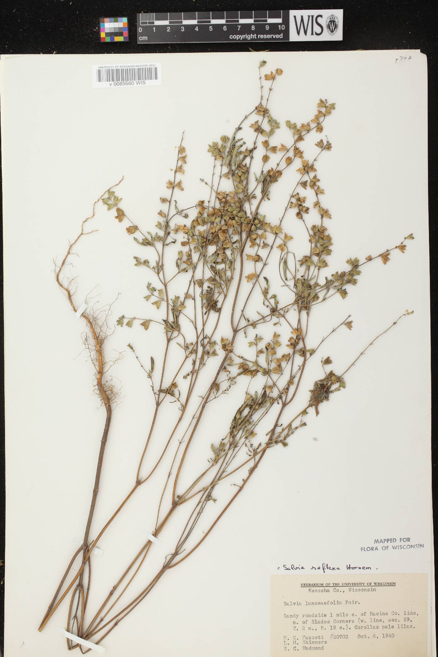 Salvia reflexa image