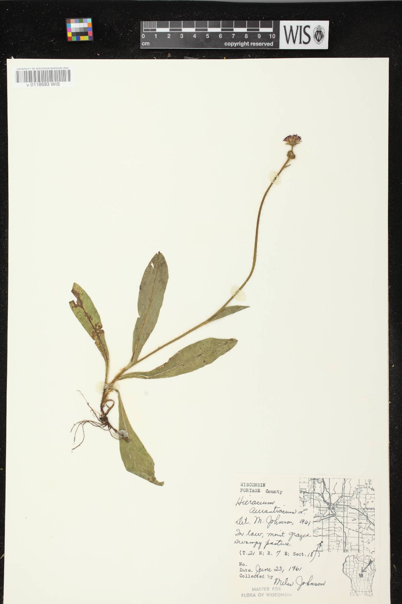 Hieracium aurantiacum image
