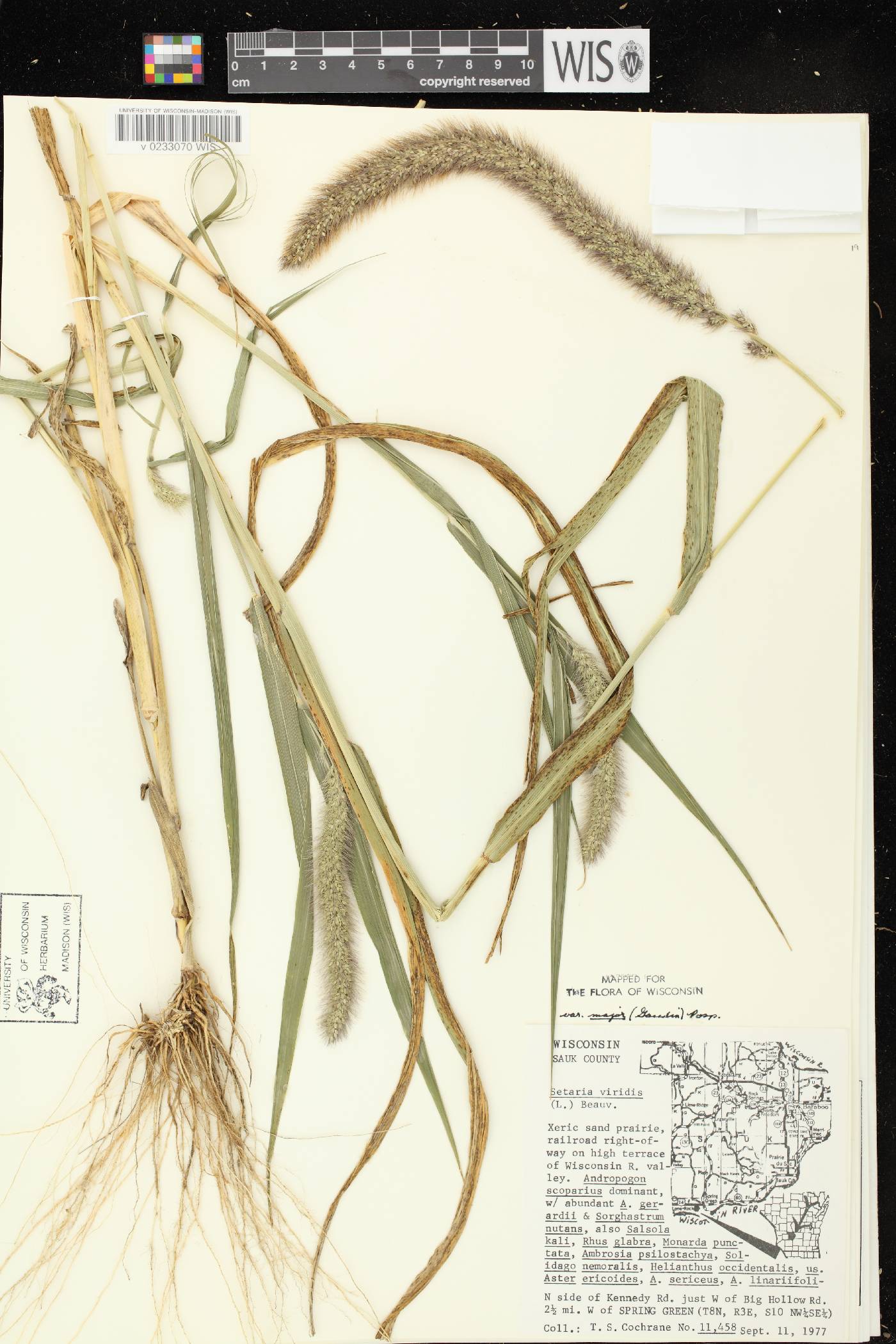 Setaria viridis var. major image