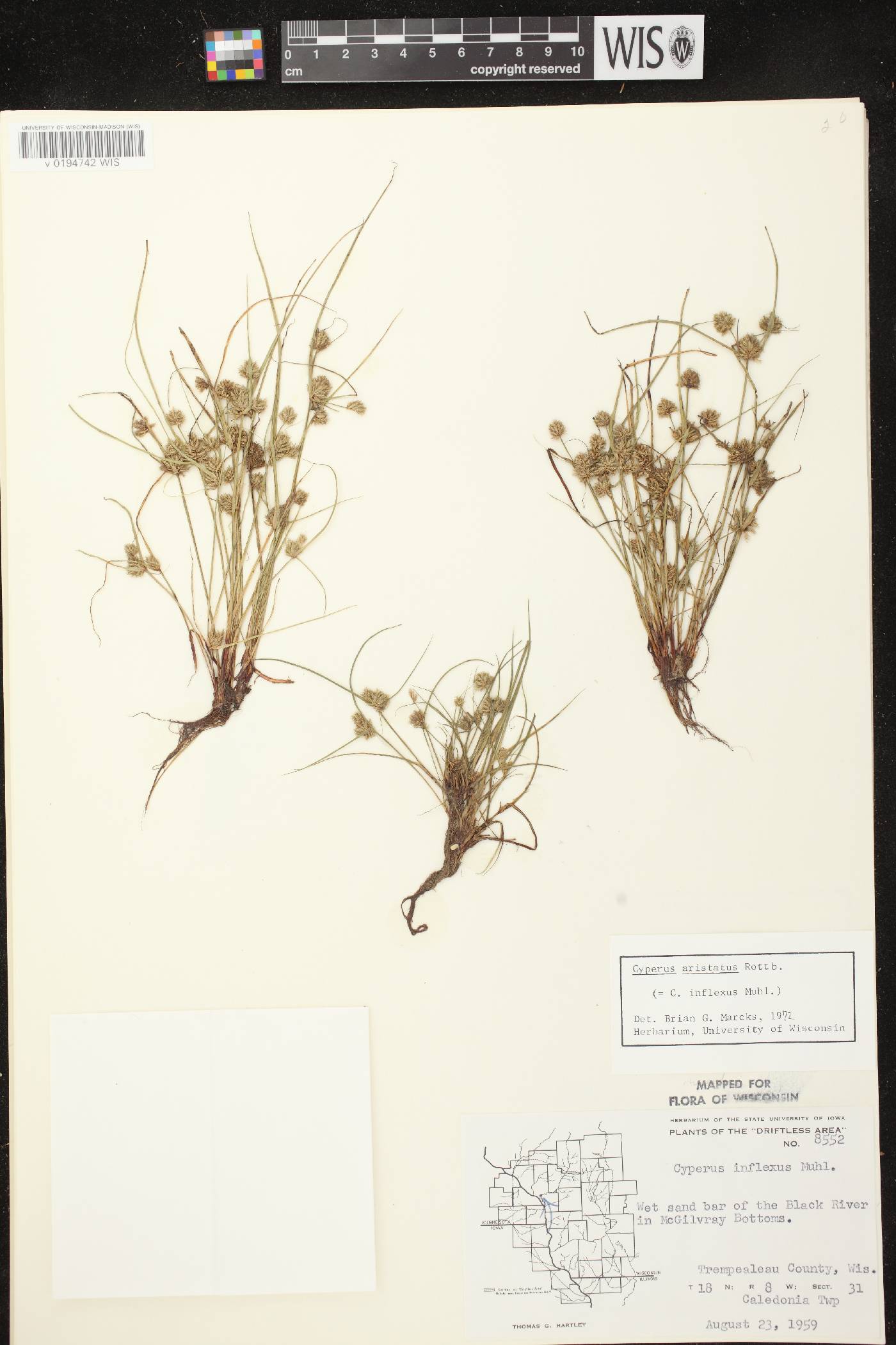 Cyperus squarrosus image