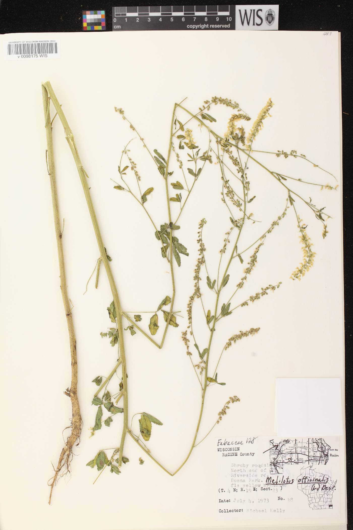 Melilotus officinalis image