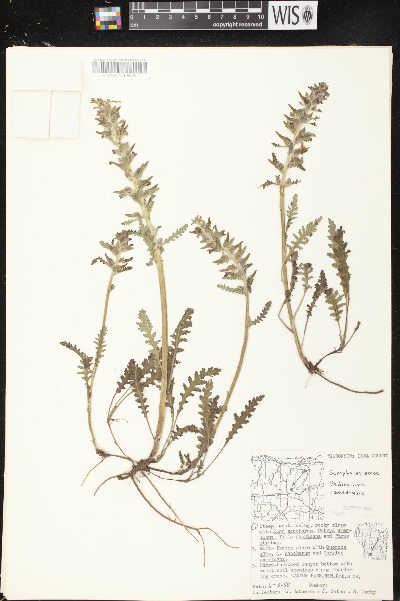 Pedicularis canadensis subsp. canadensis image