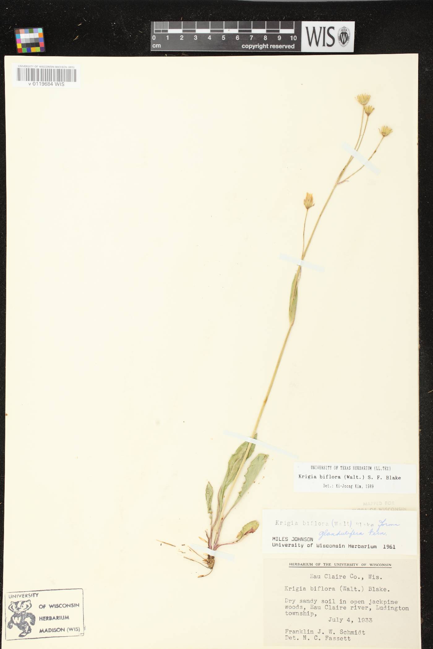Krigia biflora subsp. glandulifera image