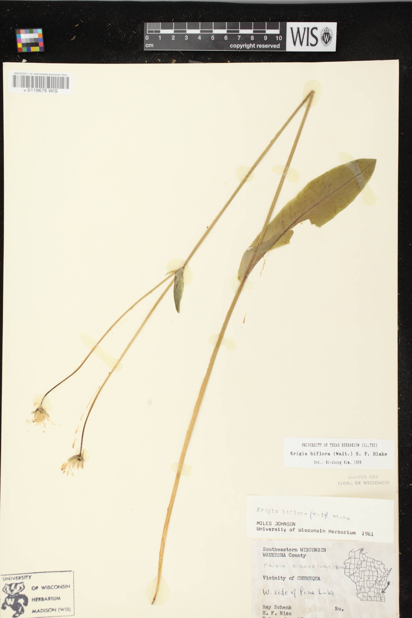 Krigia biflora subsp. biflora image