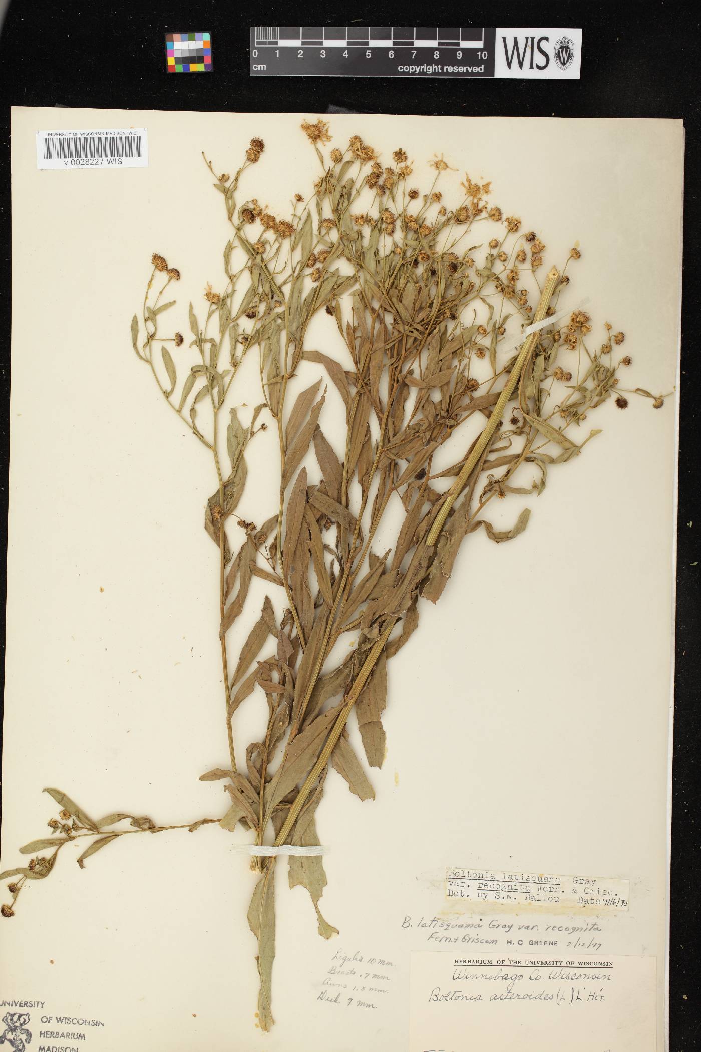 Boltonia asteroides var. recognita image